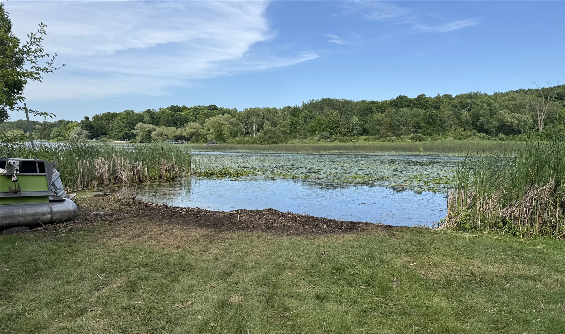 Cattails and shoreline growth along a lake