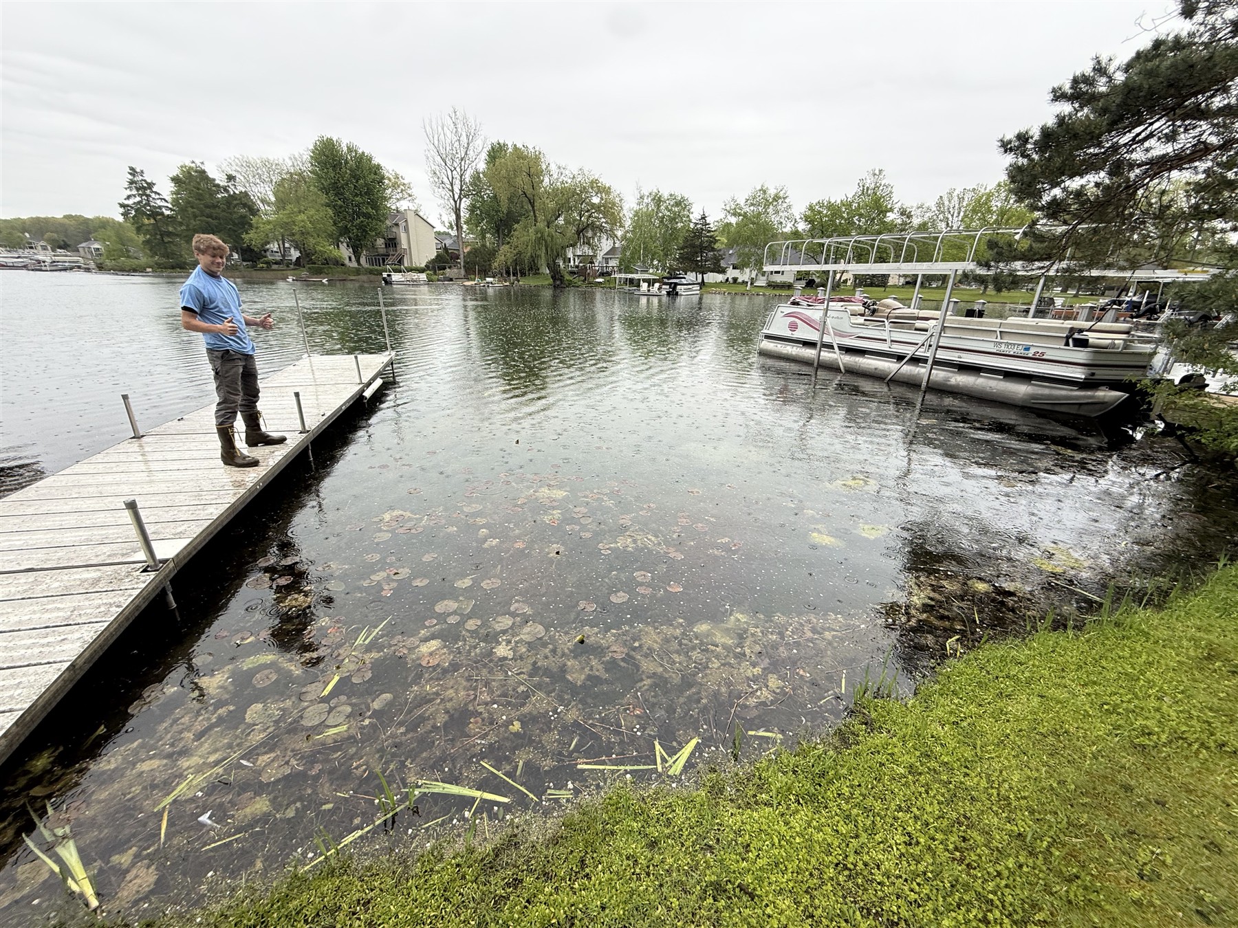 Surface weeds near a residential dock