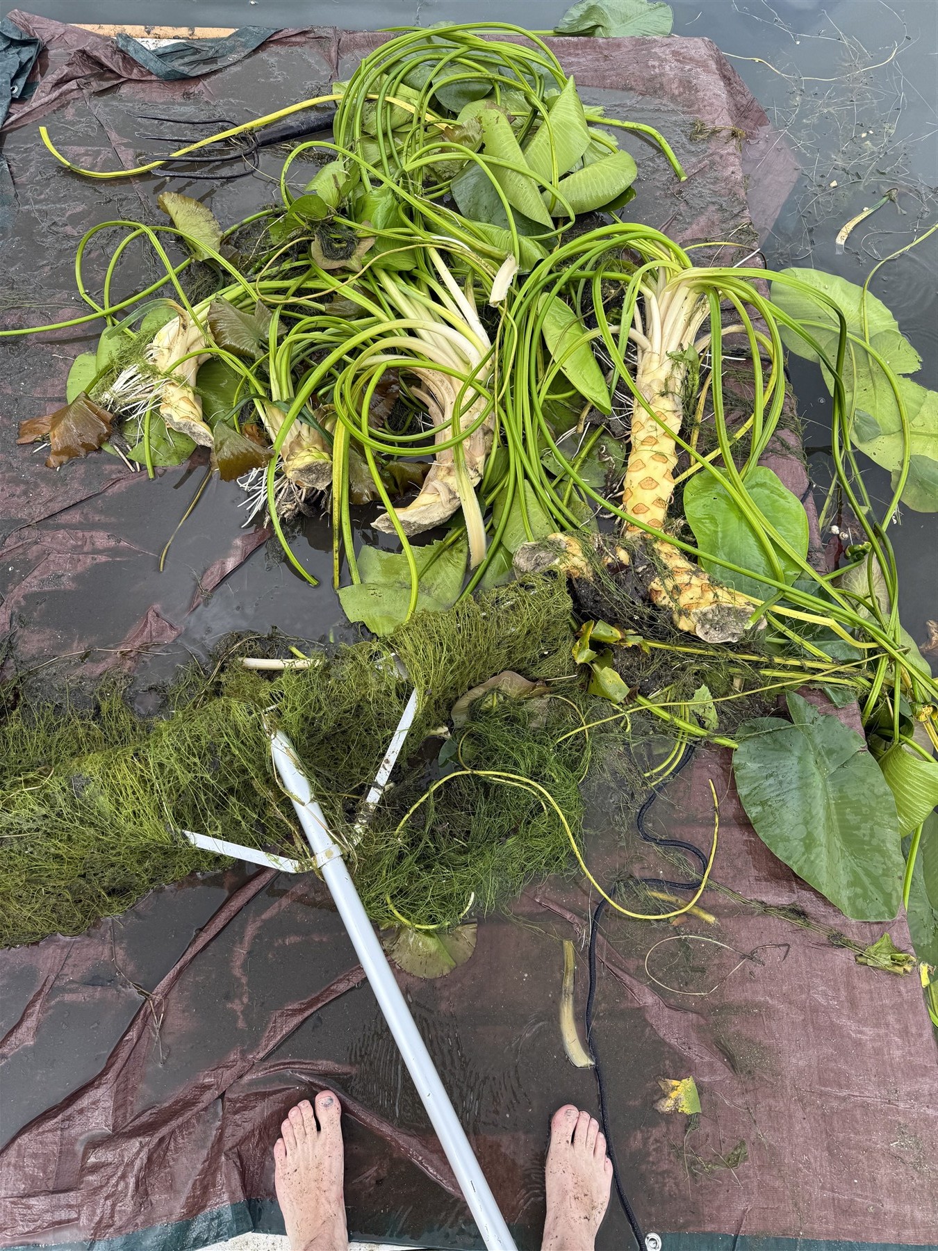 Lily pads and roots removed from the water