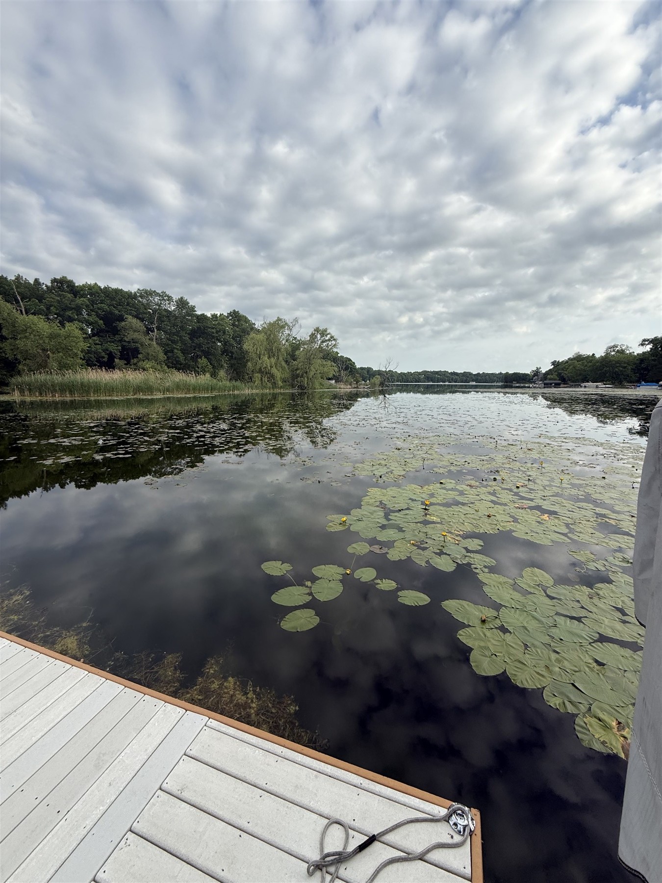 Lake with lily pads along the shoreline