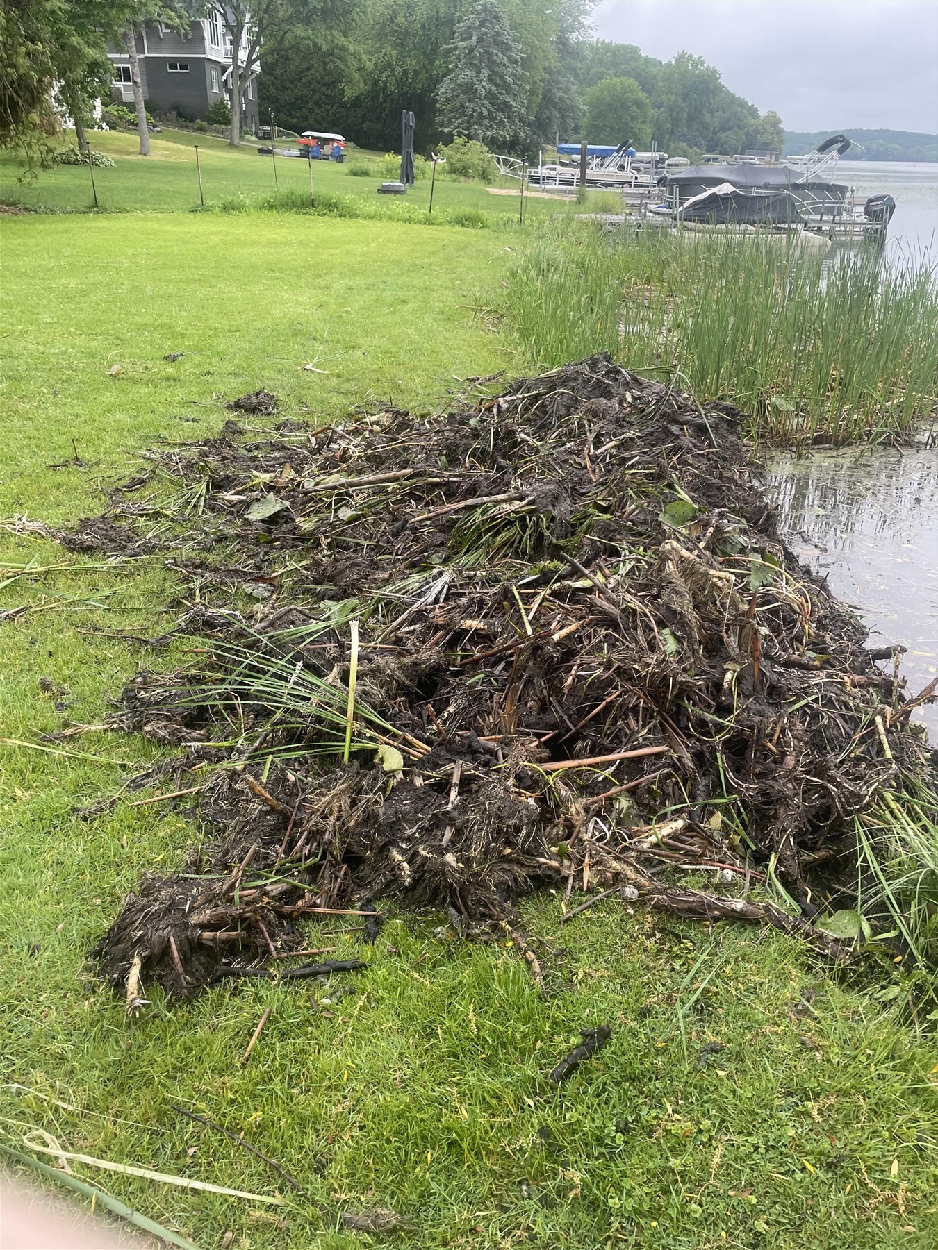 Removed shoreline weeds and debris piled near the water
